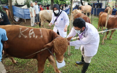 SVMBS IPB University Provides Animal Health and Meat Inspection Services for Eid al-Adha 1445H